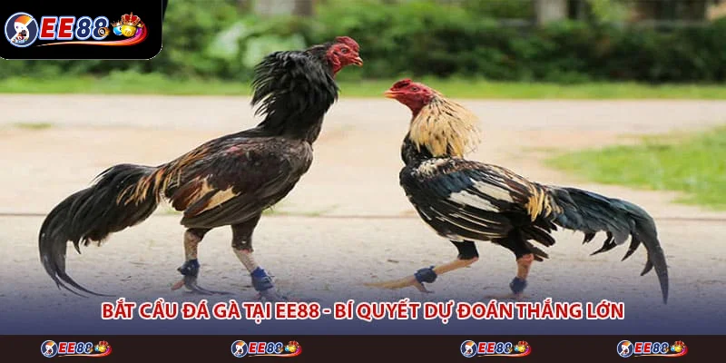 Bắt Cầu Đá Gà Tại EE88 - Bí Quyết Dự Đoán Thắng Lớn