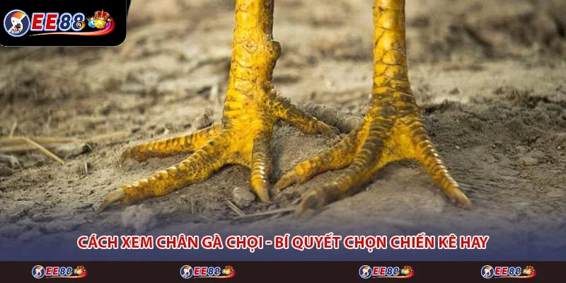 Cách Xem Chân Gà Chọi - Bí Quyết Chọn Chiến Kê Hay