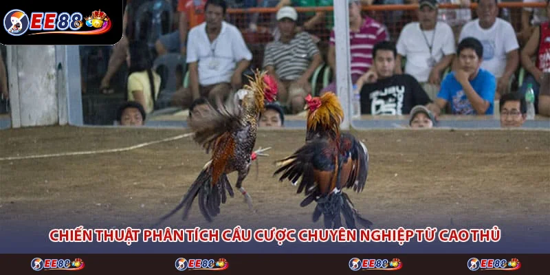 Chiến thuật phân tích cầu cược chuyên nghiệp từ cao thủ Chiến thuật phân tích cầu cược chuyên nghiệp từ cao thủ