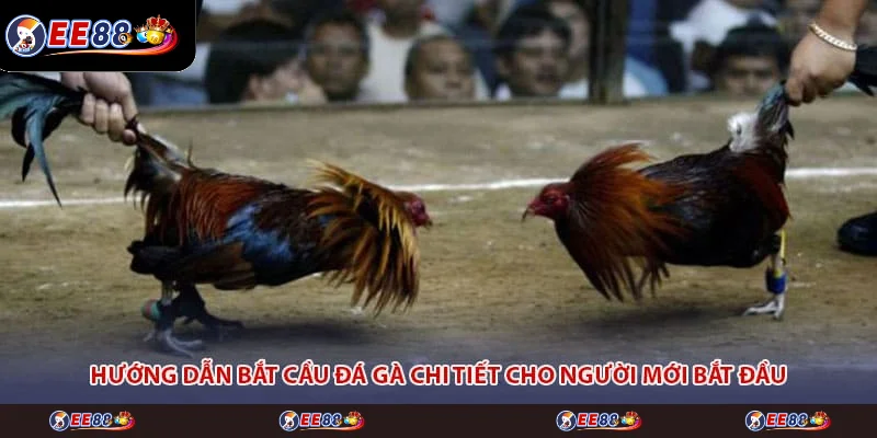 Hướng dẫn bắt cầu đá gà chi tiết cho người mới bắt đầu Hướng dẫn bắt cầu đá gà chi tiết cho người mới bắt đầu