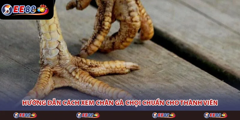 Hướng dẫn cách xem chân gà chọi chuẩn cho thành viên