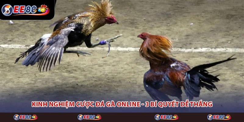 Kinh Nghiệm Cược Đá Gà Online - 3 Bí Quyết Dễ Thắng
