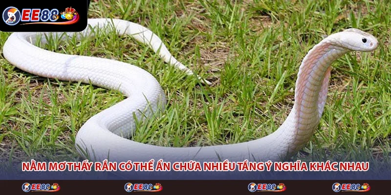 Nằm mơ thấy rắn có thể ẩn chứa nhiều tầng ý nghĩa khác nhau