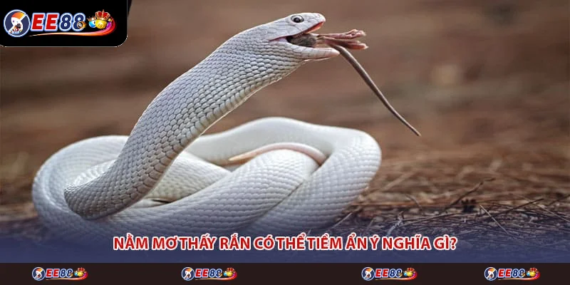 Nằm mơ thấy rắn có thể tiềm ẩn ý nghĩa gì?