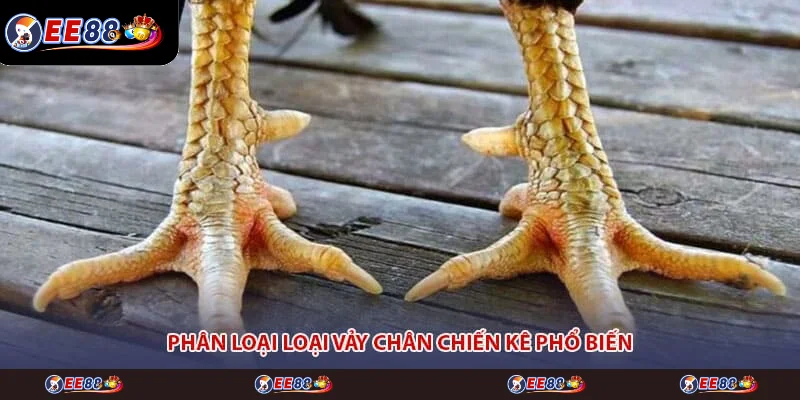 Phân loại loại vảy chân chiến kê phổ biến