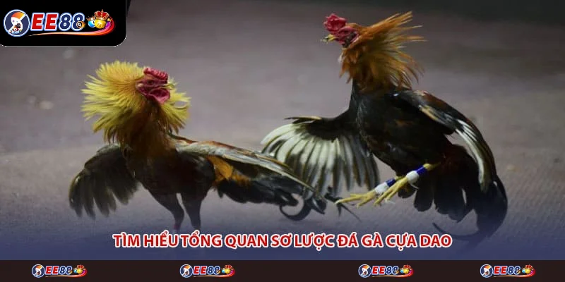 Tìm hiểu tổng quan sơ lược đá gà cựa dao Tìm hiểu tổng quan sơ lược đá gà cựa dao